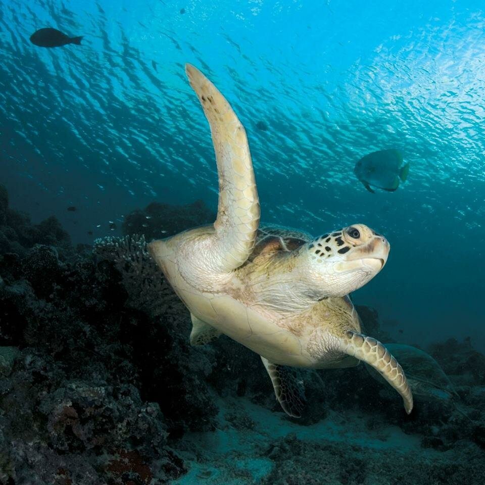 Zoo Kelly Tarltons Sea Life Aquarium, Auckland, photo