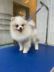 Chara (Lunacharskogo Avenue, 76), salón de mascota, peluquería de animales