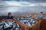 Iceberg fish (Vokzalnaya ulitsa, 2/1с2), fish and seafood
