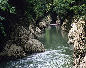 Nature reserve Тисо-самшитовая роща, Sochi, photo