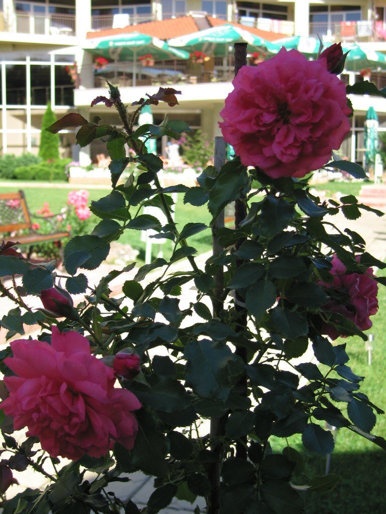 Фото Madara Park Hotel