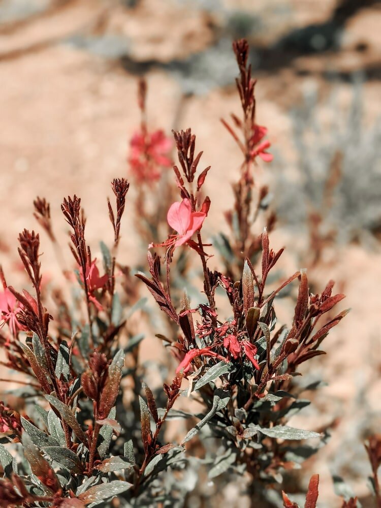 Фото Nuez Villas