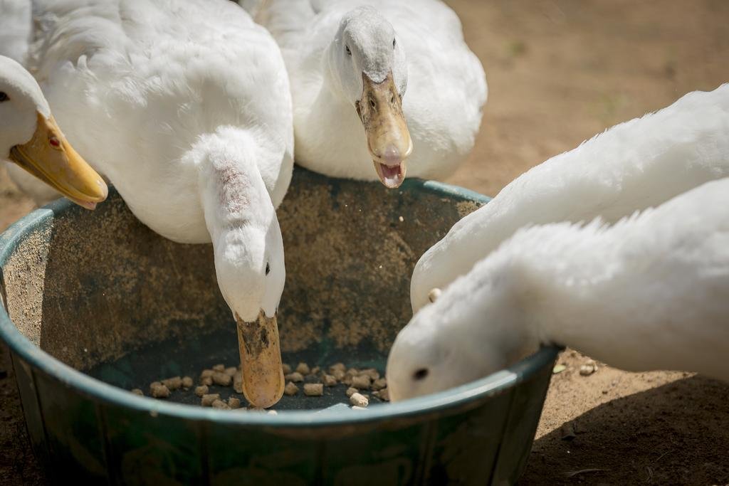 Фото Mokorro Game Ranch and Lodge