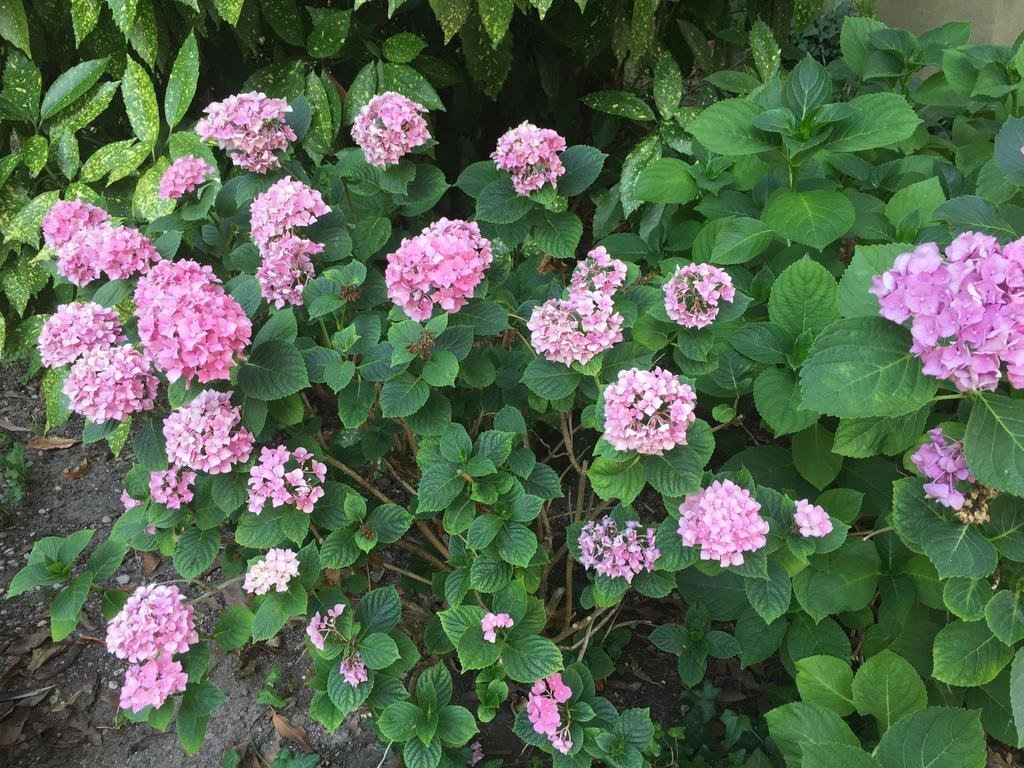 Фото Palazzo Mantua Benavides