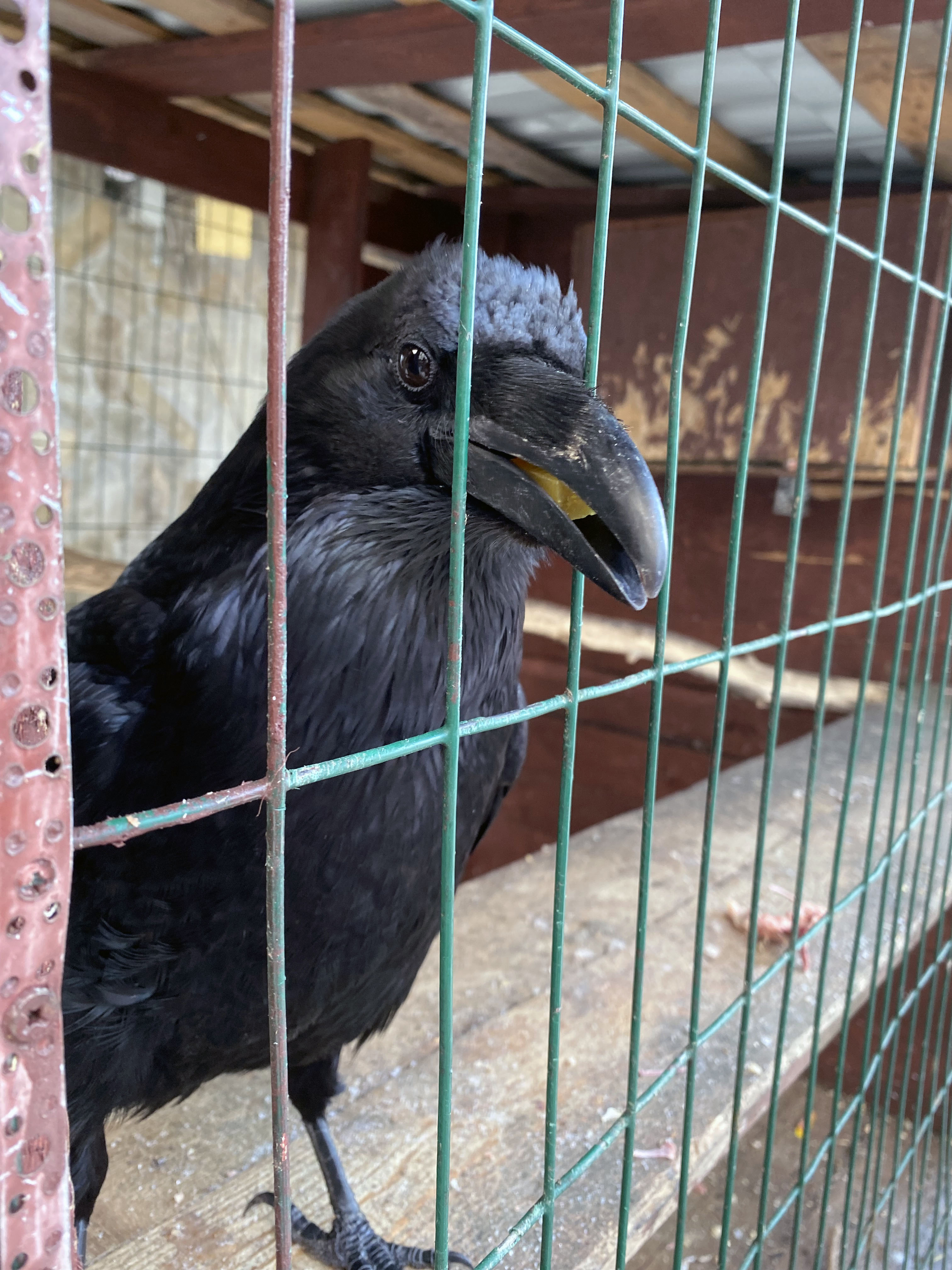 Фото Соколиное Гнездо