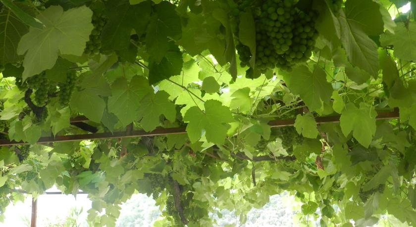 Фото Апартаменты Aleksandar