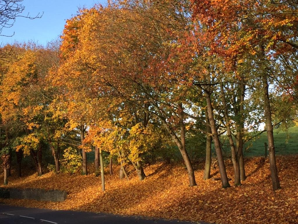 Фото Cotland House B&b