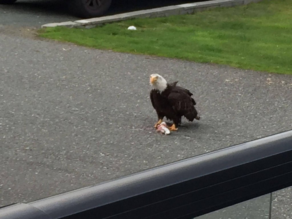 Фото Driftwood by the Sea Inn and Rv Resort