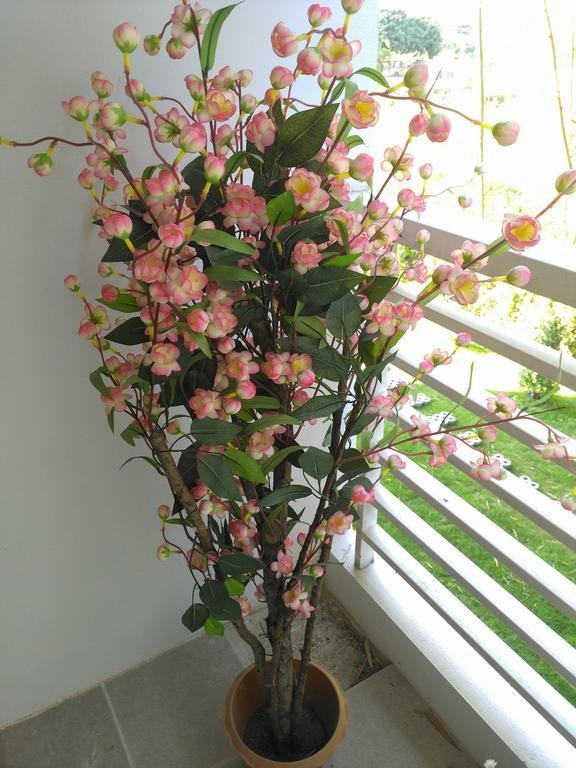 Фото Cm Garden