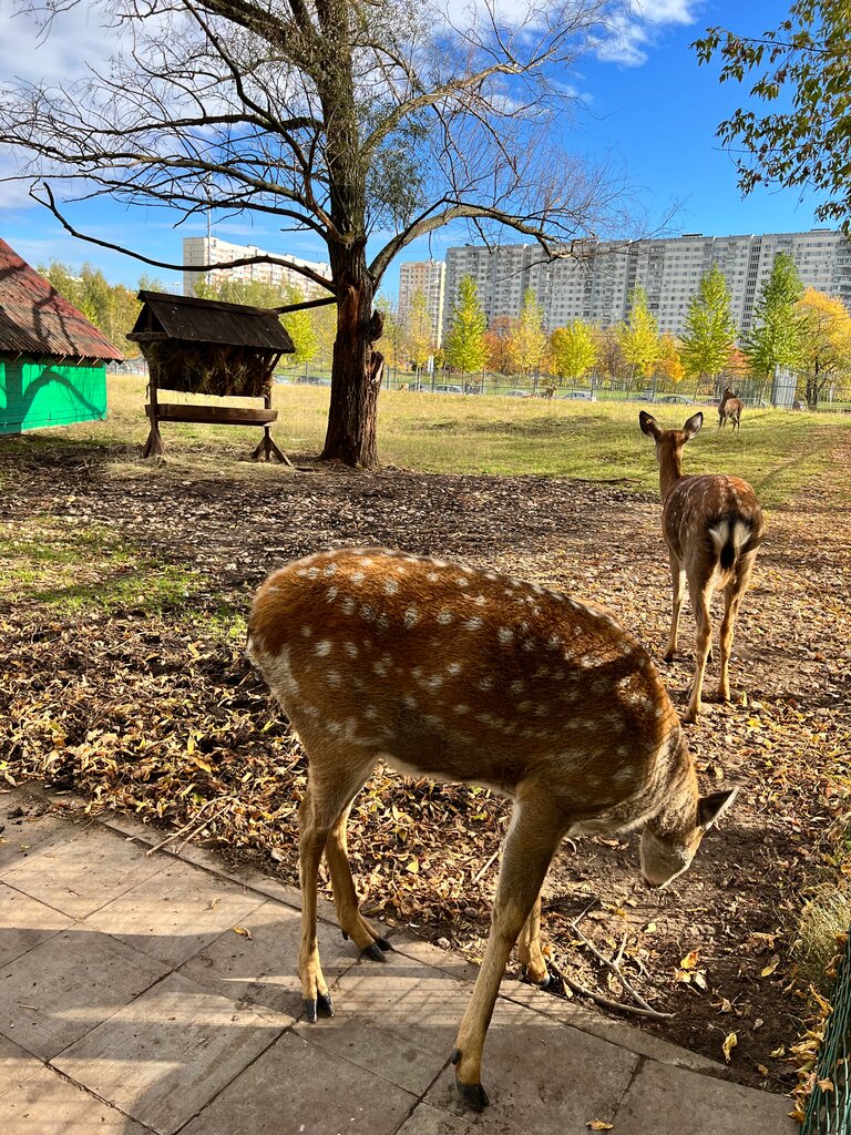 Zoo Zoo, Moscow, photo