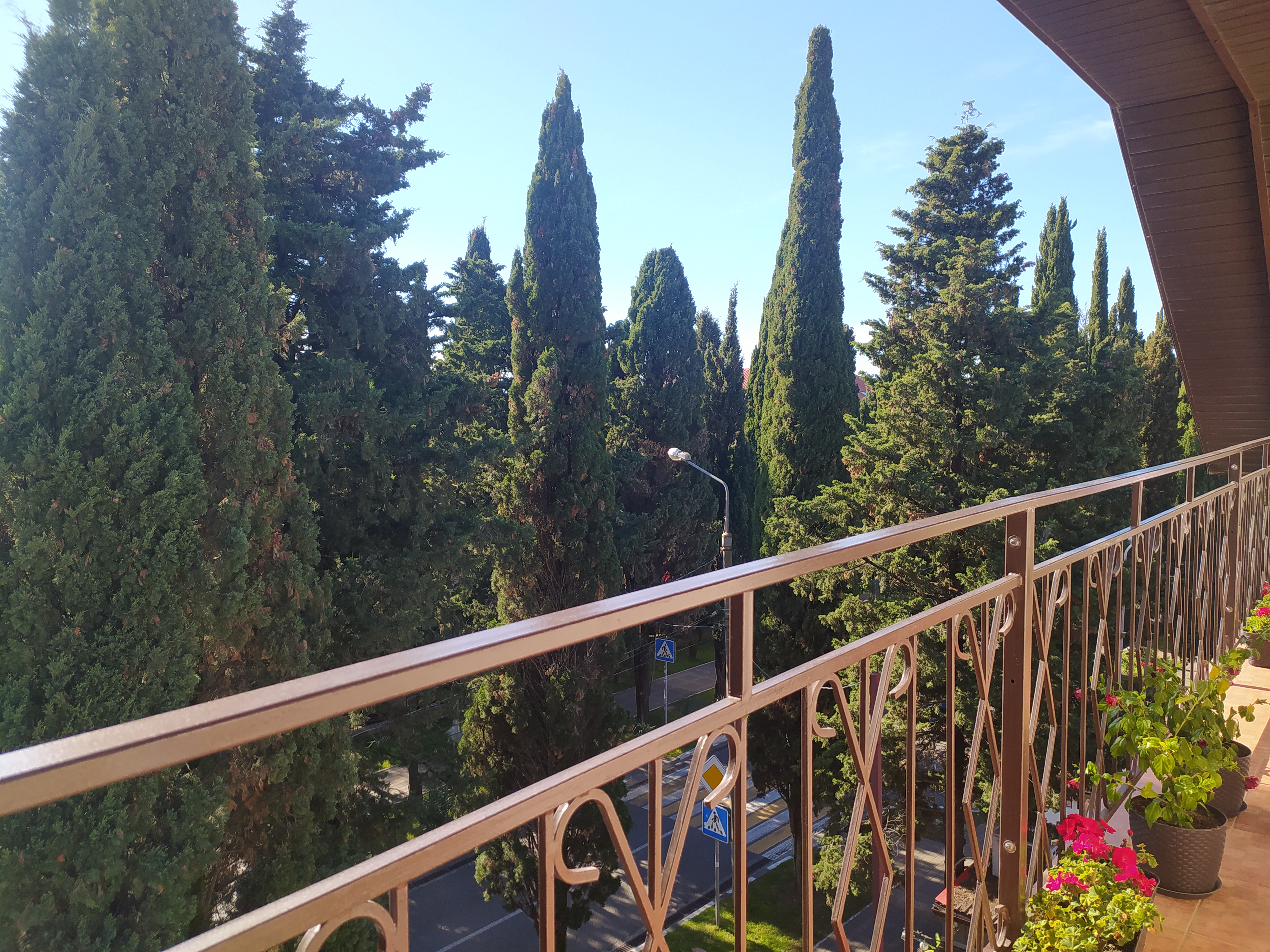 Фото Лаванда