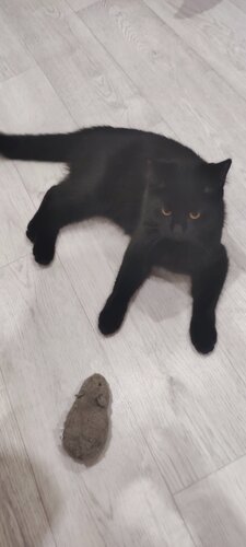 Тотошка, зоомагазин, Ярославская ул., 23, Вологда — Яндекс Карты