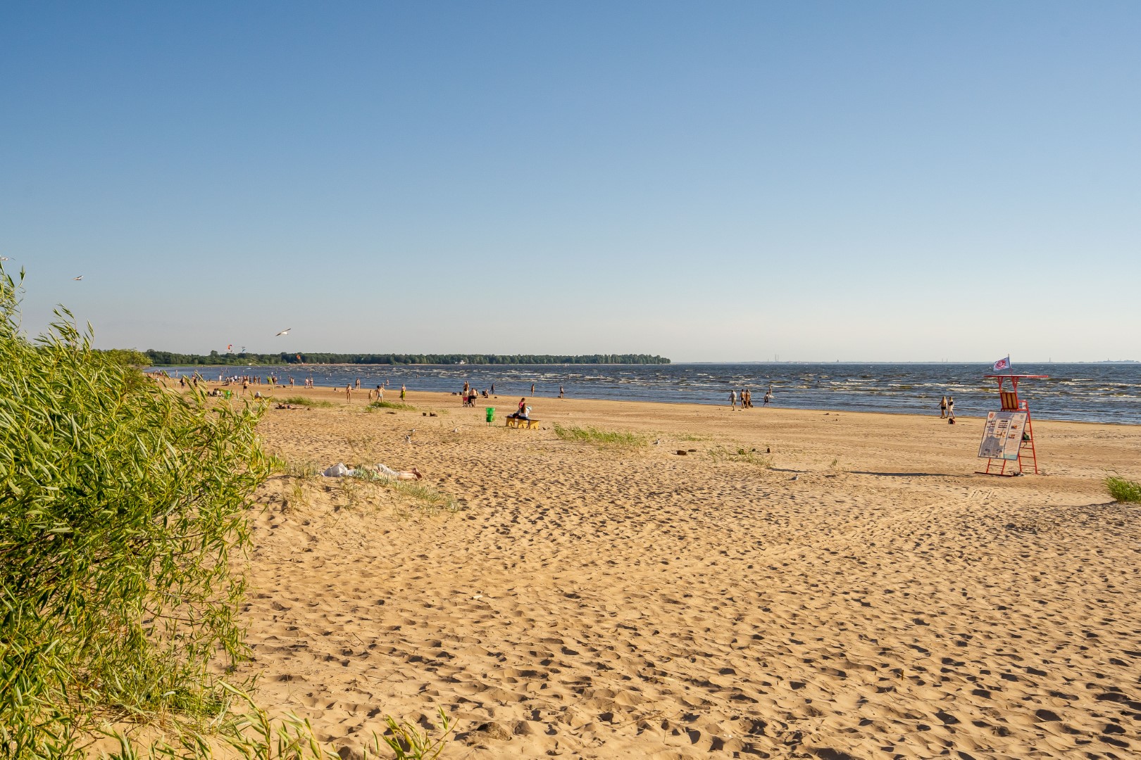 Фото Абрикосовое дерево на Максима Горького 2а СТР. 3