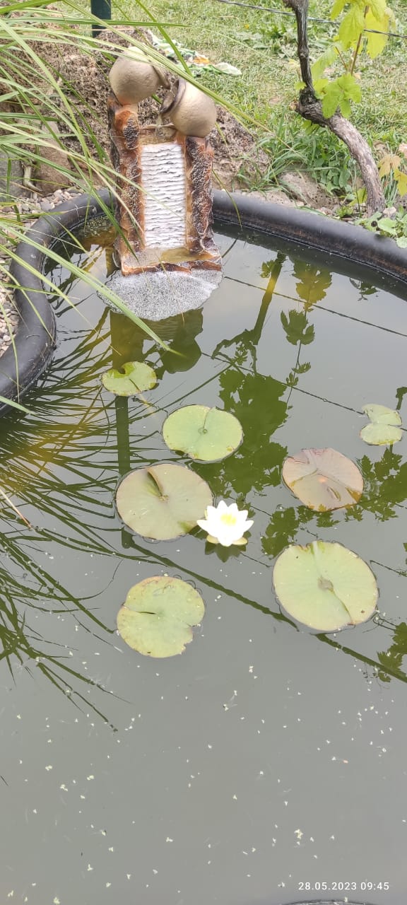 Фото Цветок папоротника