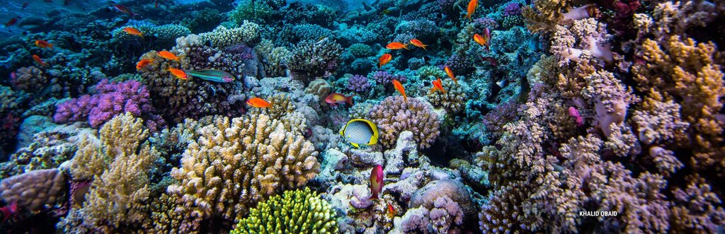 Diving Emirates Diving, Sharjah, photo