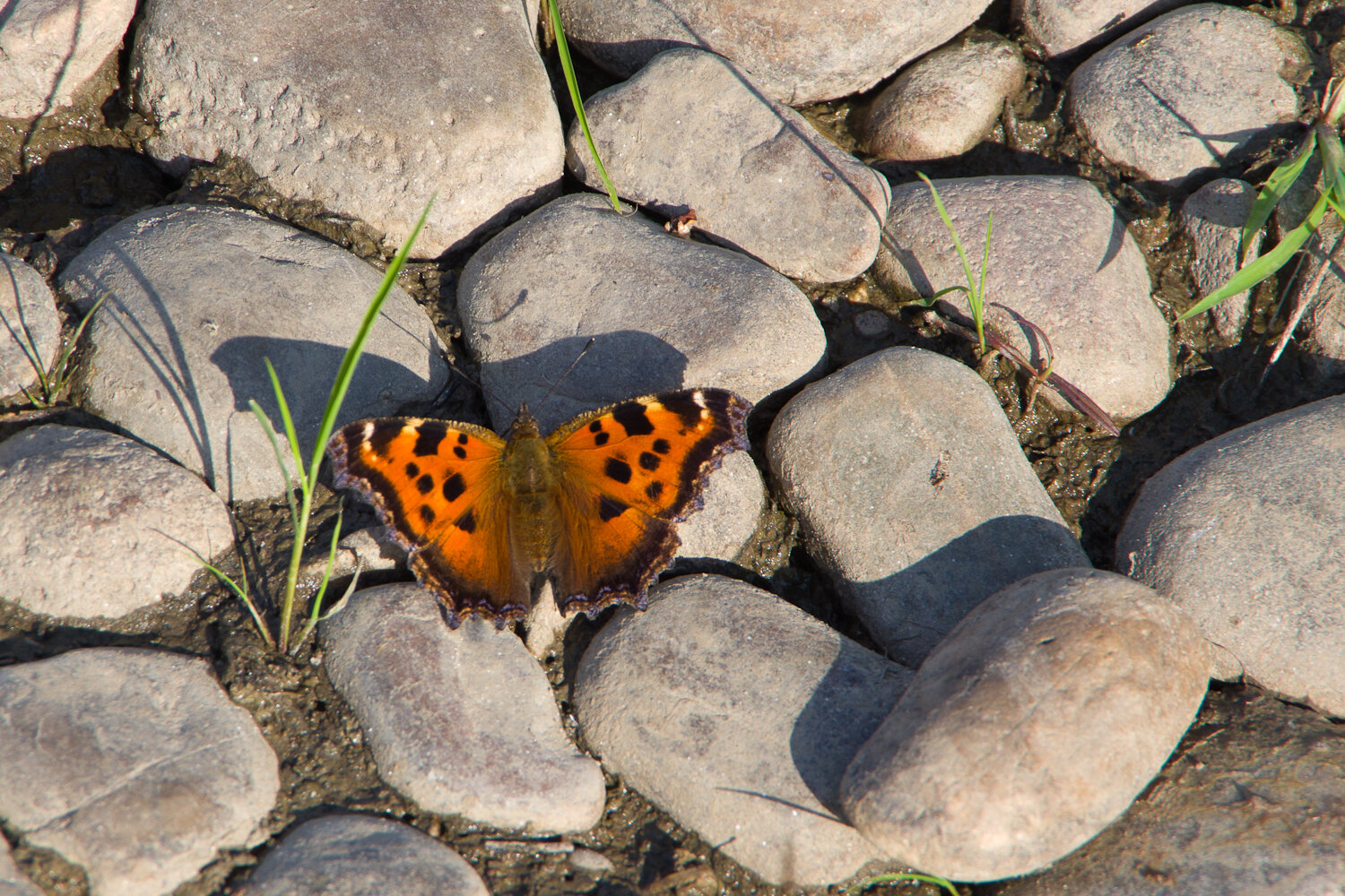 Фото Баш Улей