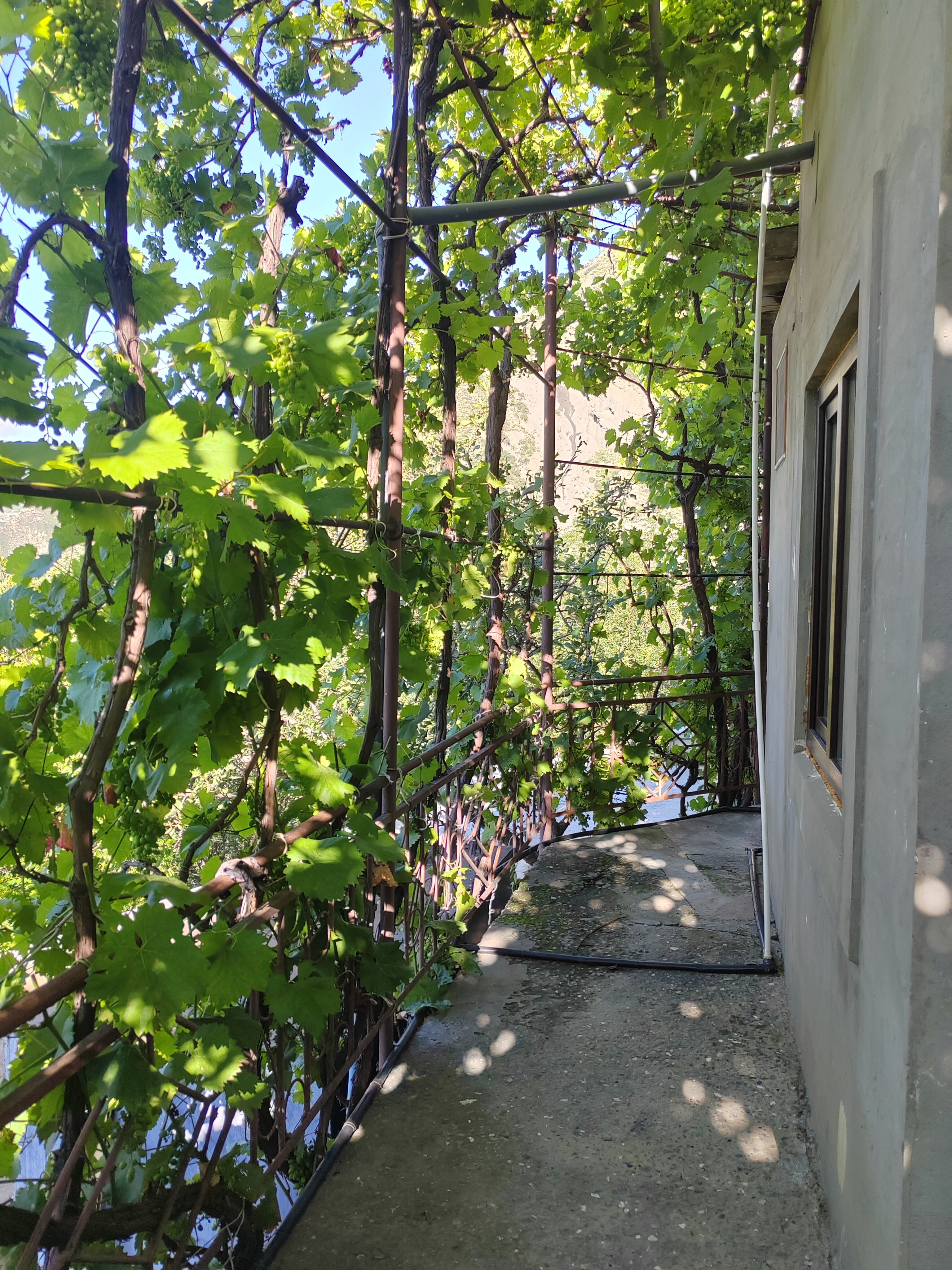 Фото Пение птиц