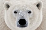 Polar bear (ulitsa Rozy Lyuksemburg, 2), cleaning services