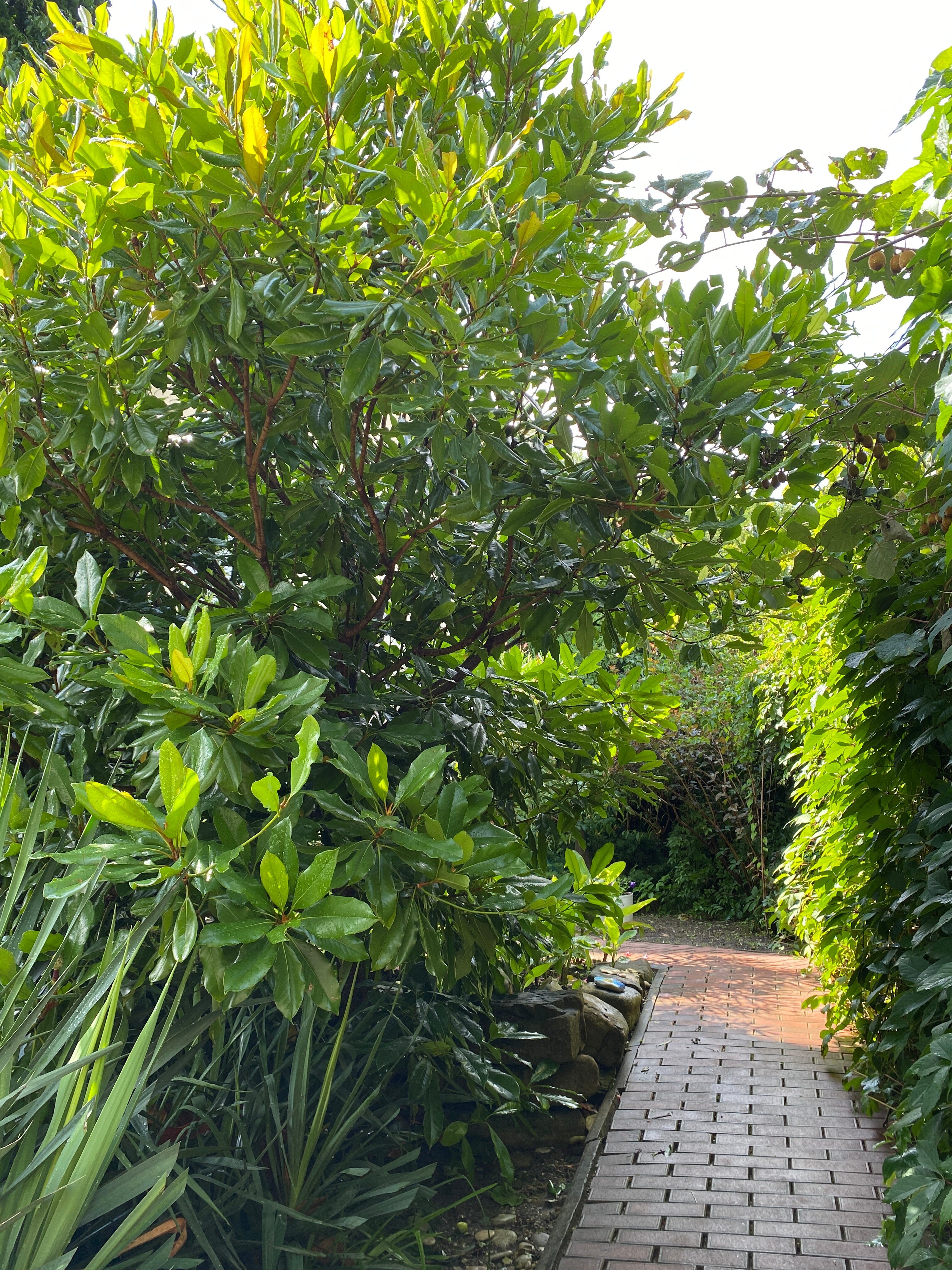 Фото Золотая рыбка