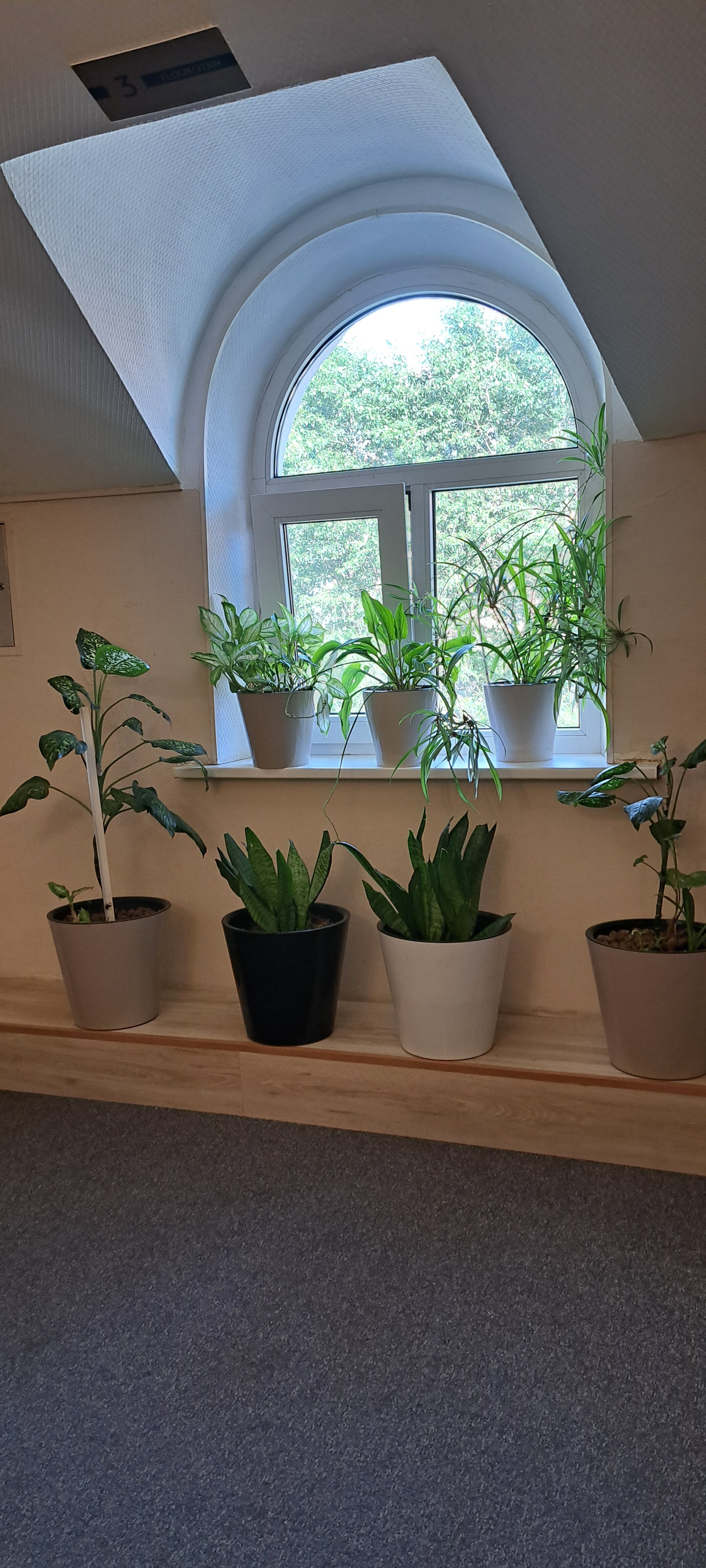 Фото Летучая мышь