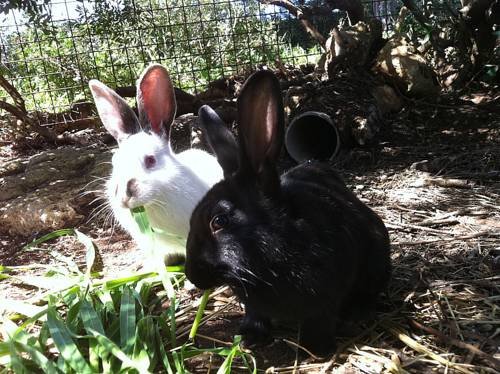 Фото Agriturismo Agave