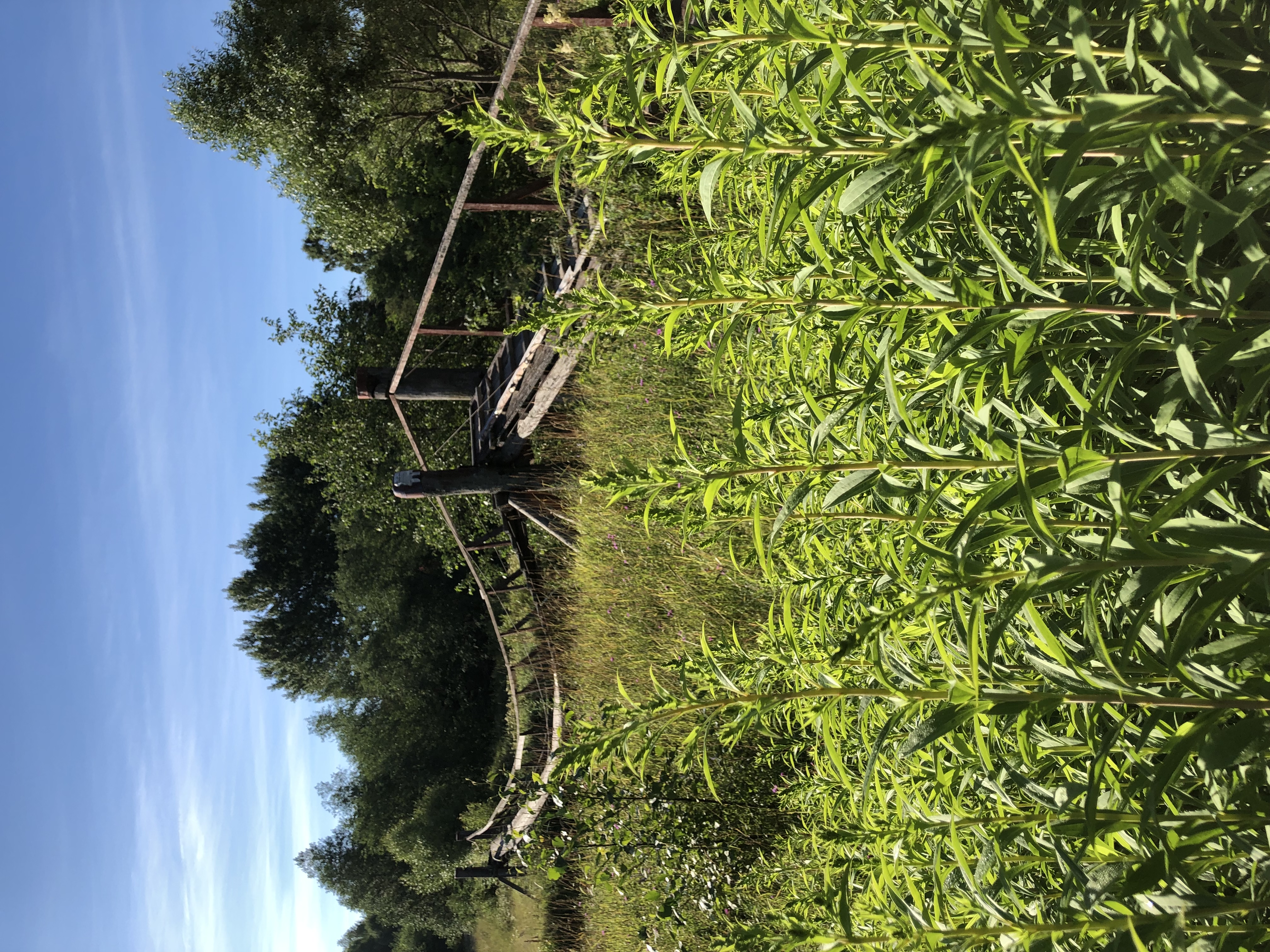 Фото Лосьпробежал