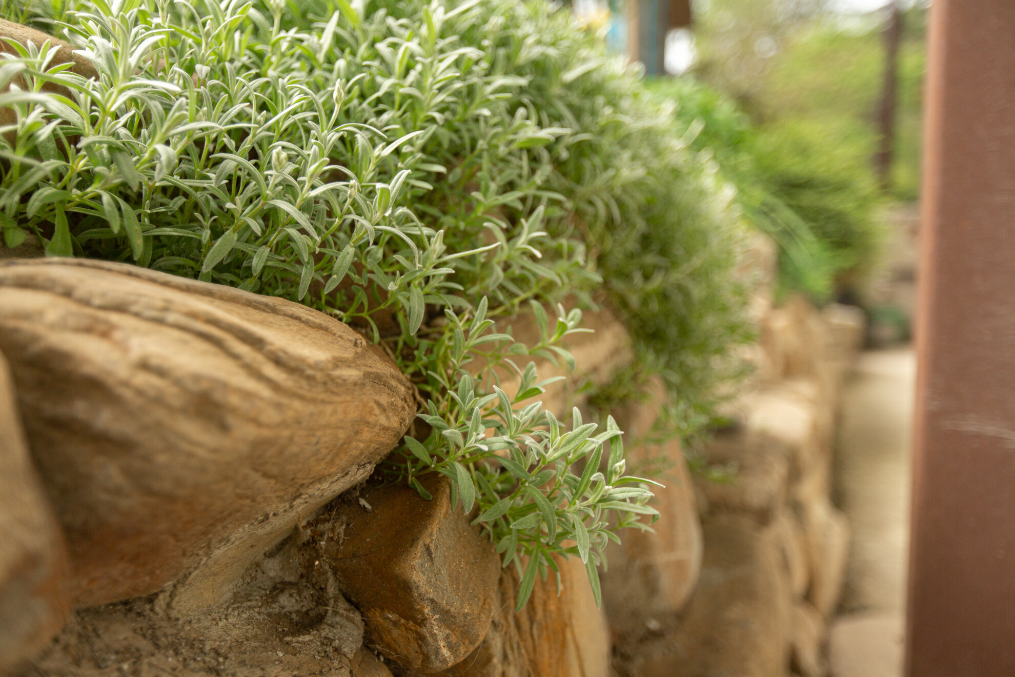 Фото Мацеста Береговая