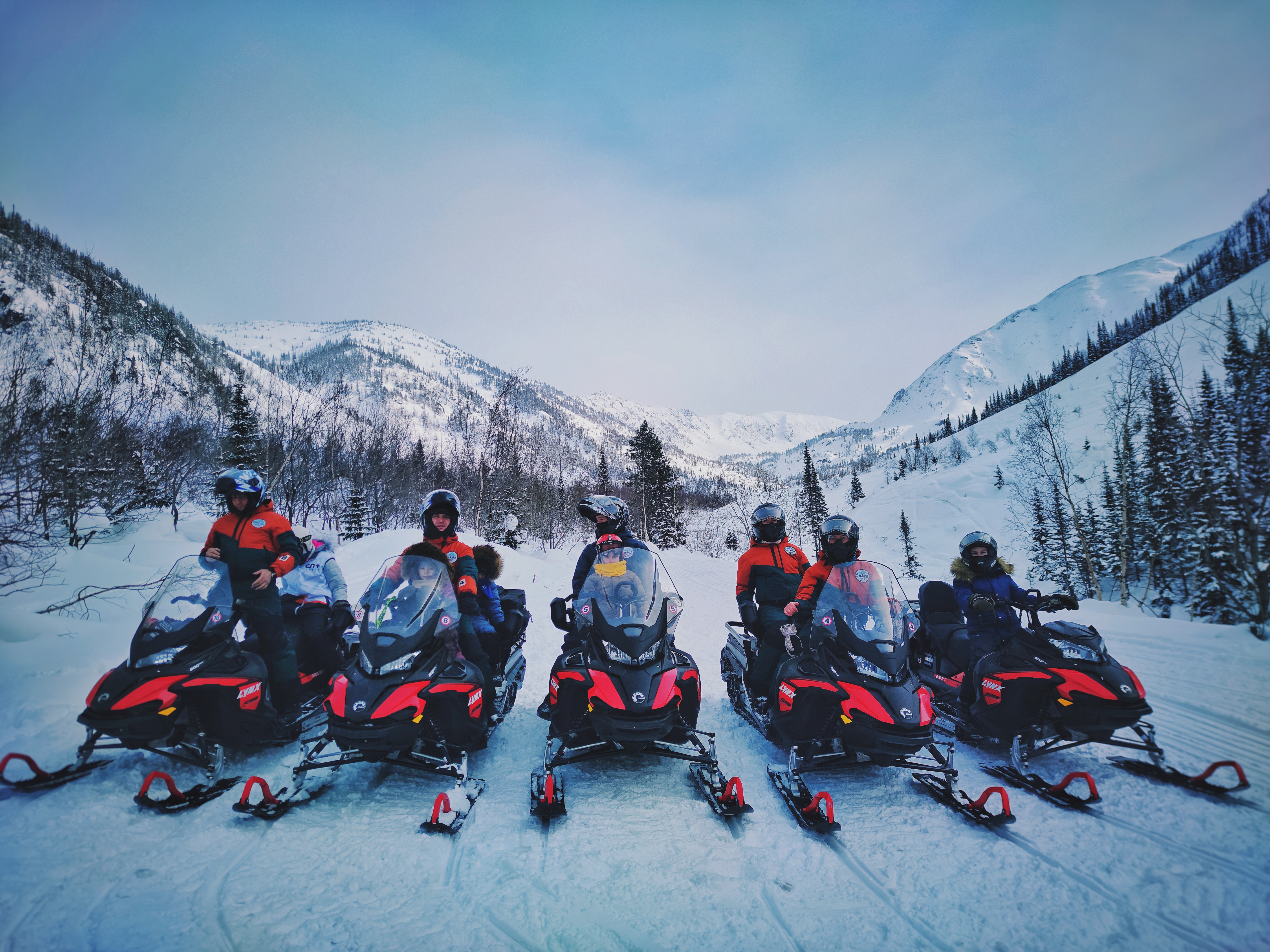 Фото Снежные Гуси