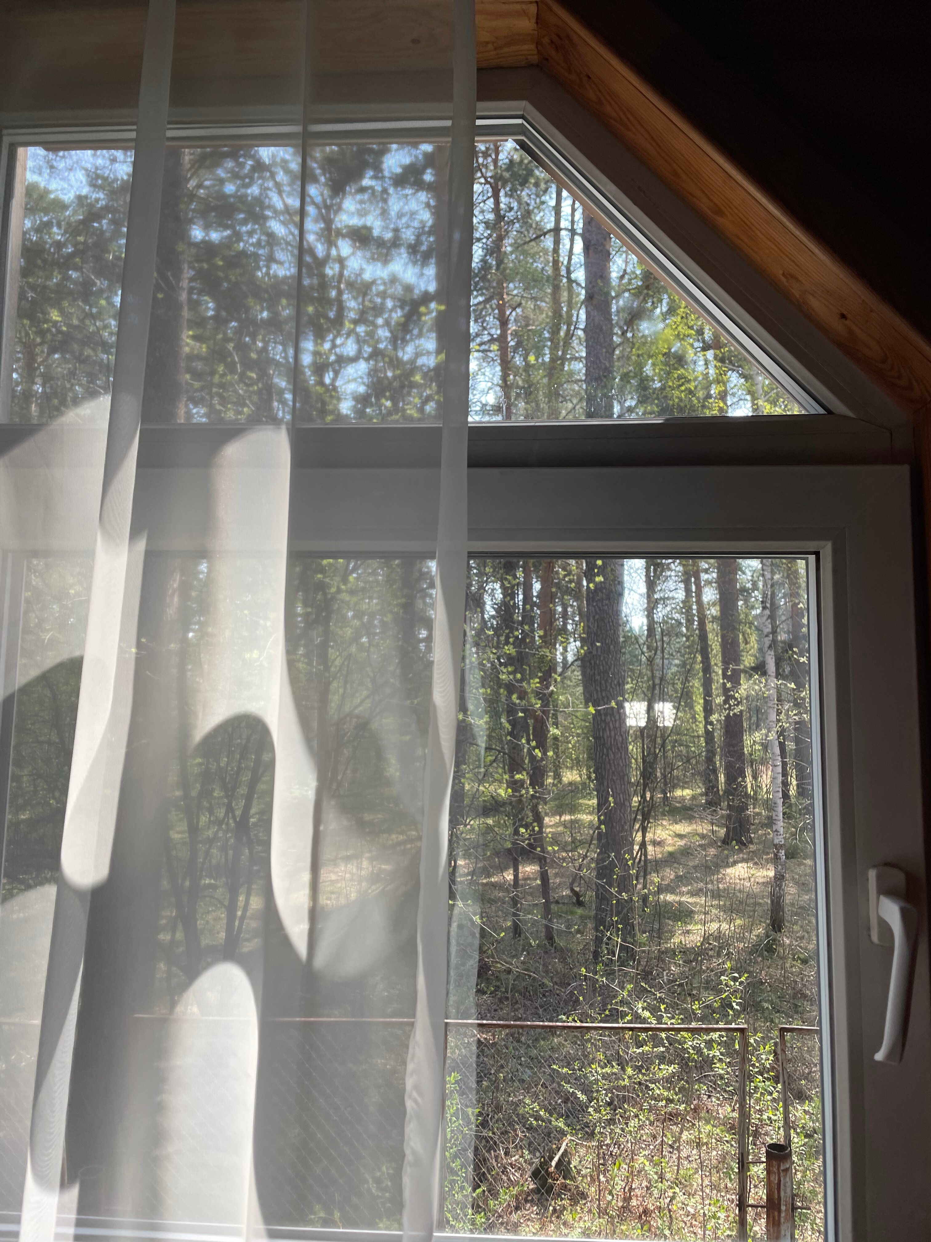 Фото Дача в соснах