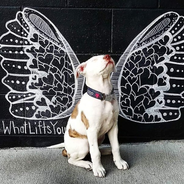 Фото Крылья