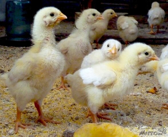 Как выглядит цыпленок фото Склад магазин Комбикормов, fodder and feed additives, Кривой Рог, улица Степана 