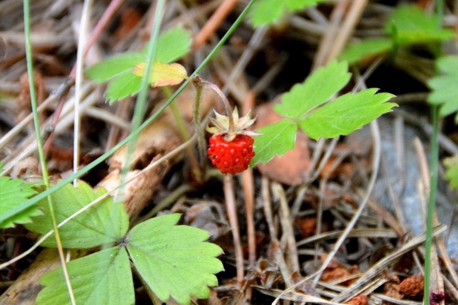 Фото Эльбрус Марал