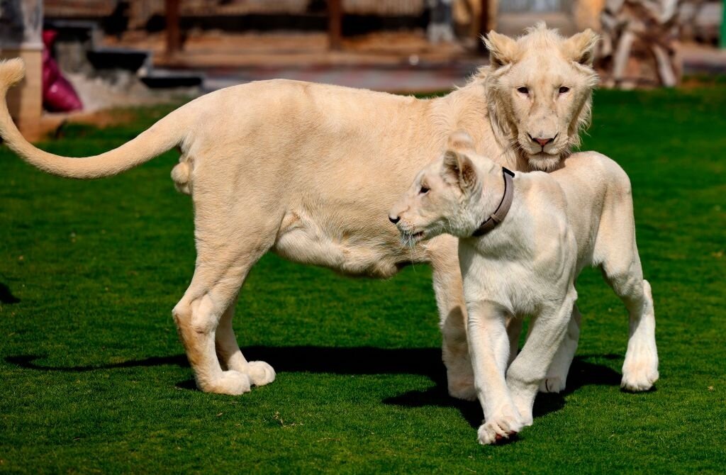 Zoo Al Buquaish Private Zoo, Emirate of Sharjah, photo