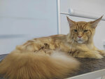 Студия Груминга (Peschany proyezd, 8А), pet salon