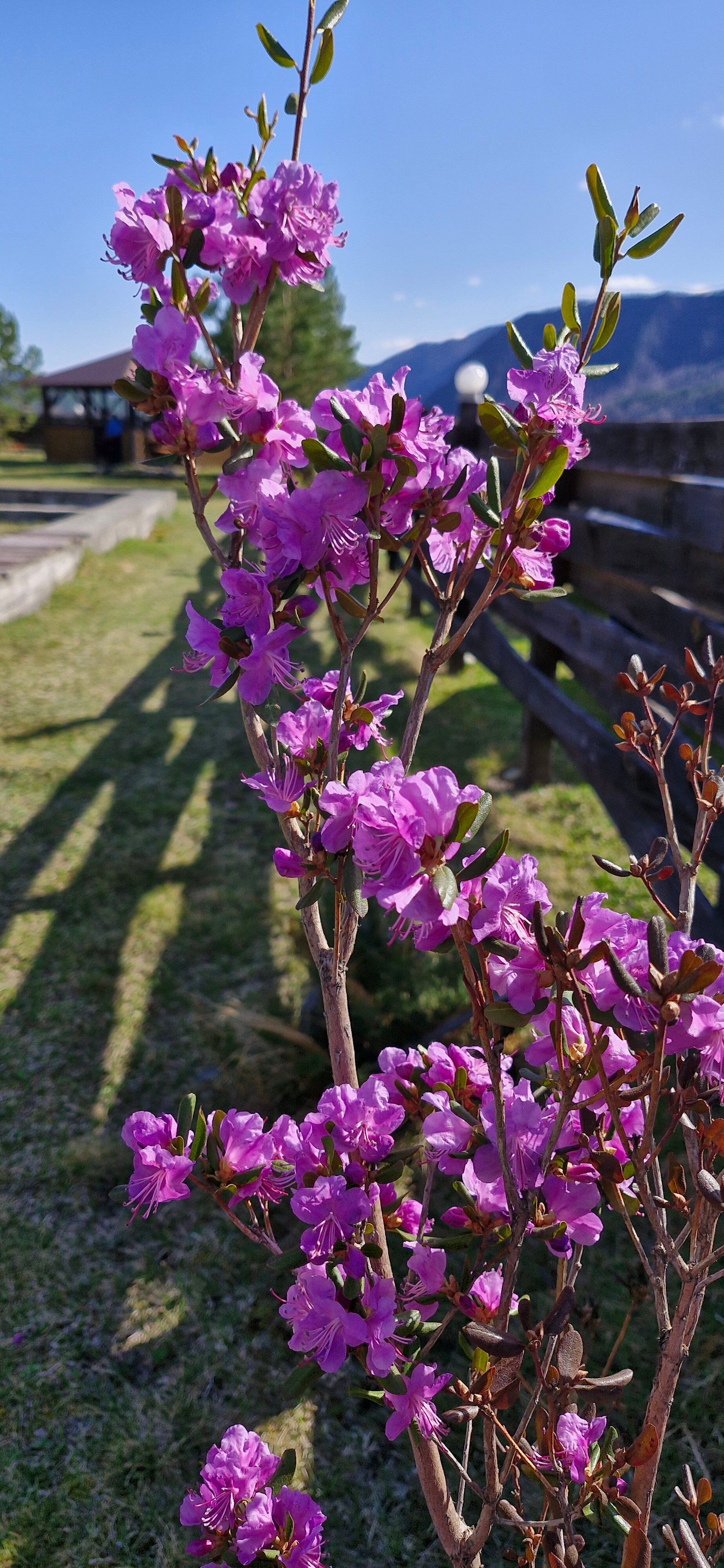 Фото Алтай Рай