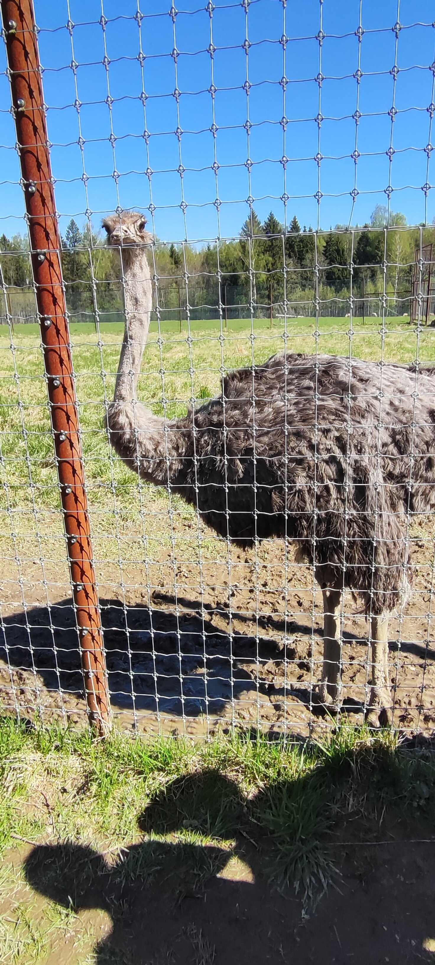 Фото Модная коза