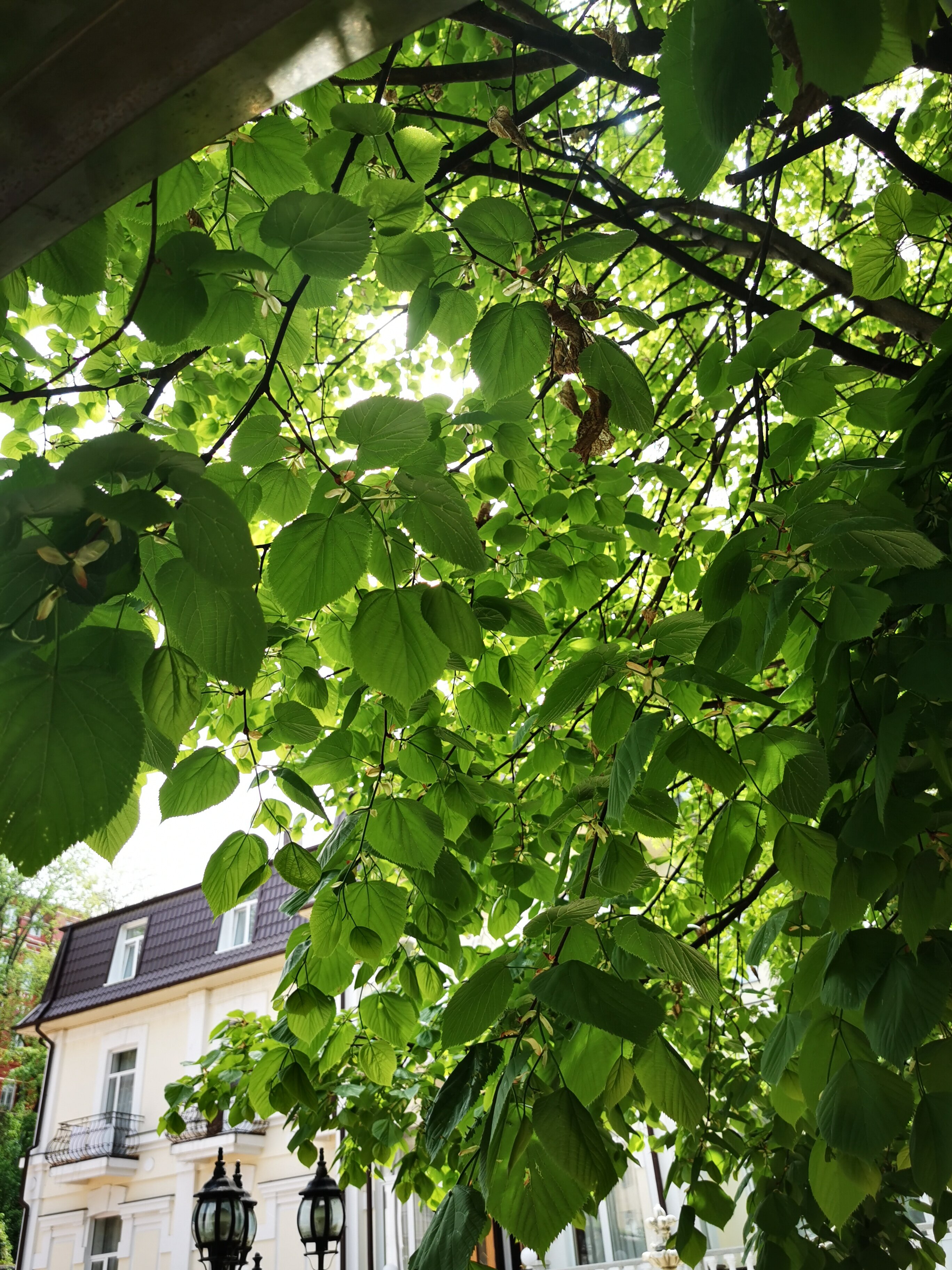 Фото Белая дача