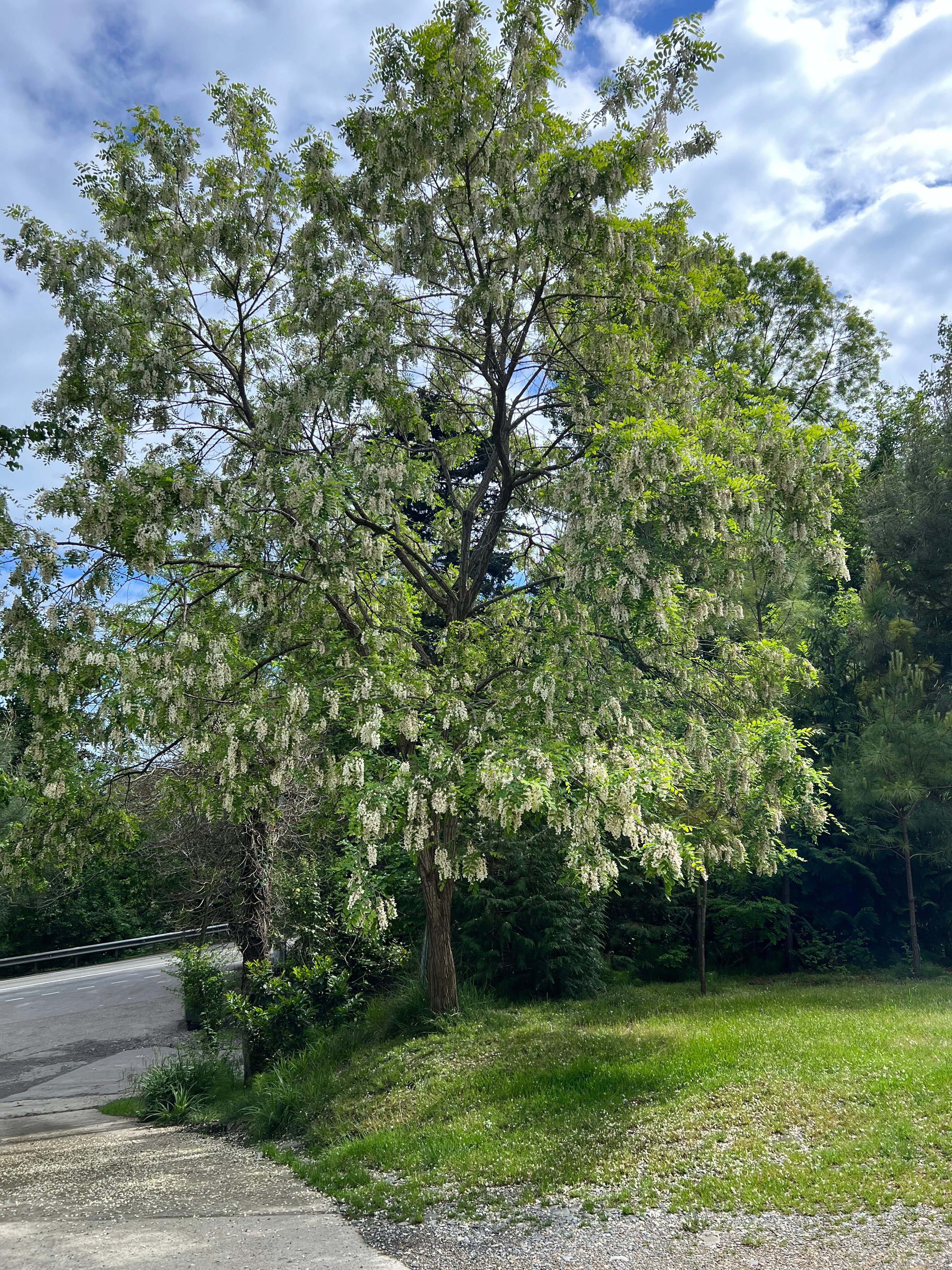 Фото Желтый Дом