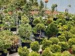 Pitomnik Kalacheva (sadovoye tovarishchestvo Metropoliten, 20), centro de jardinería