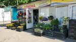 Лютики цветочки (ulitsa Nikolayeva, 18А), tienda de semillas