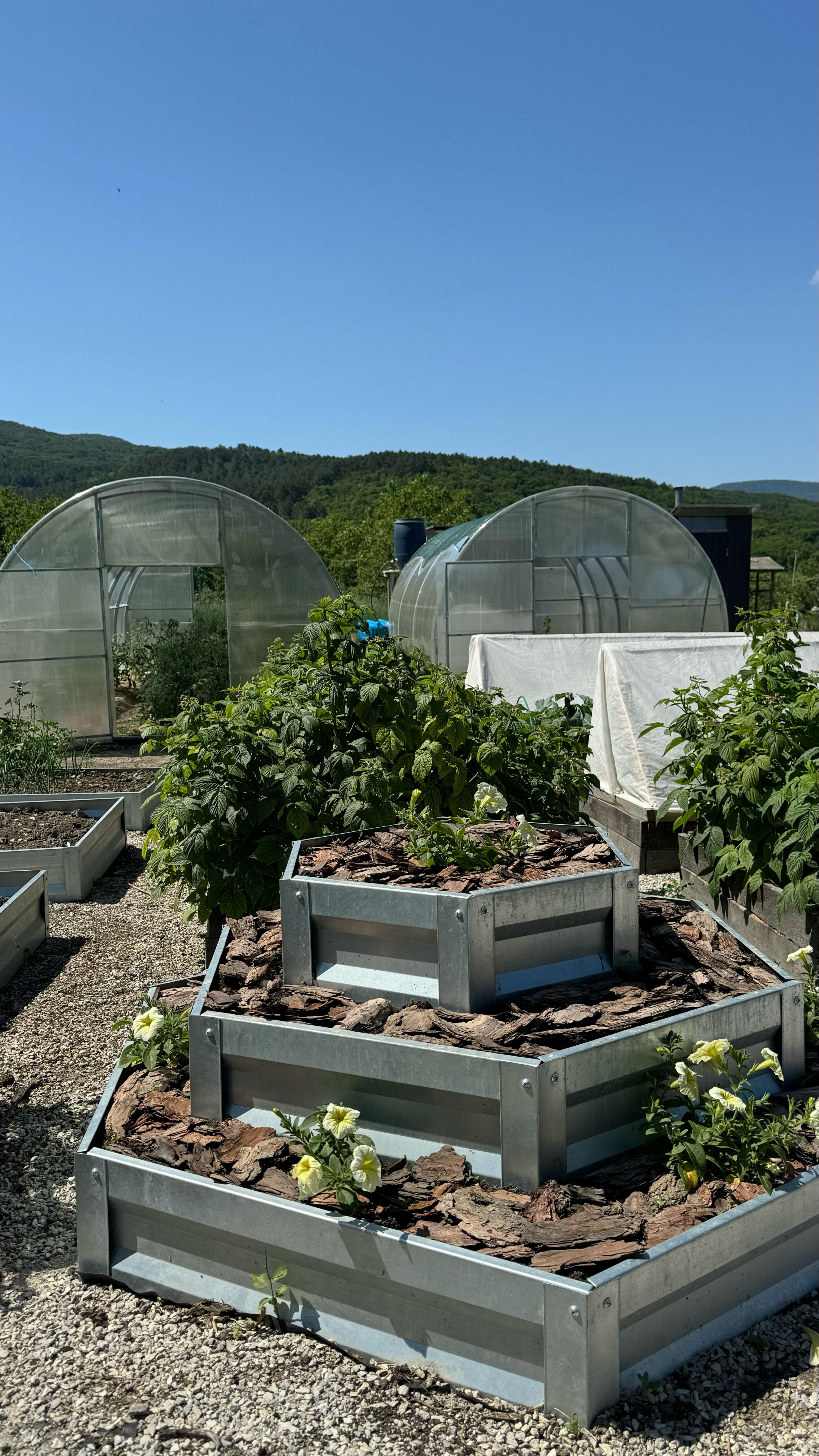 Фото Зарянка