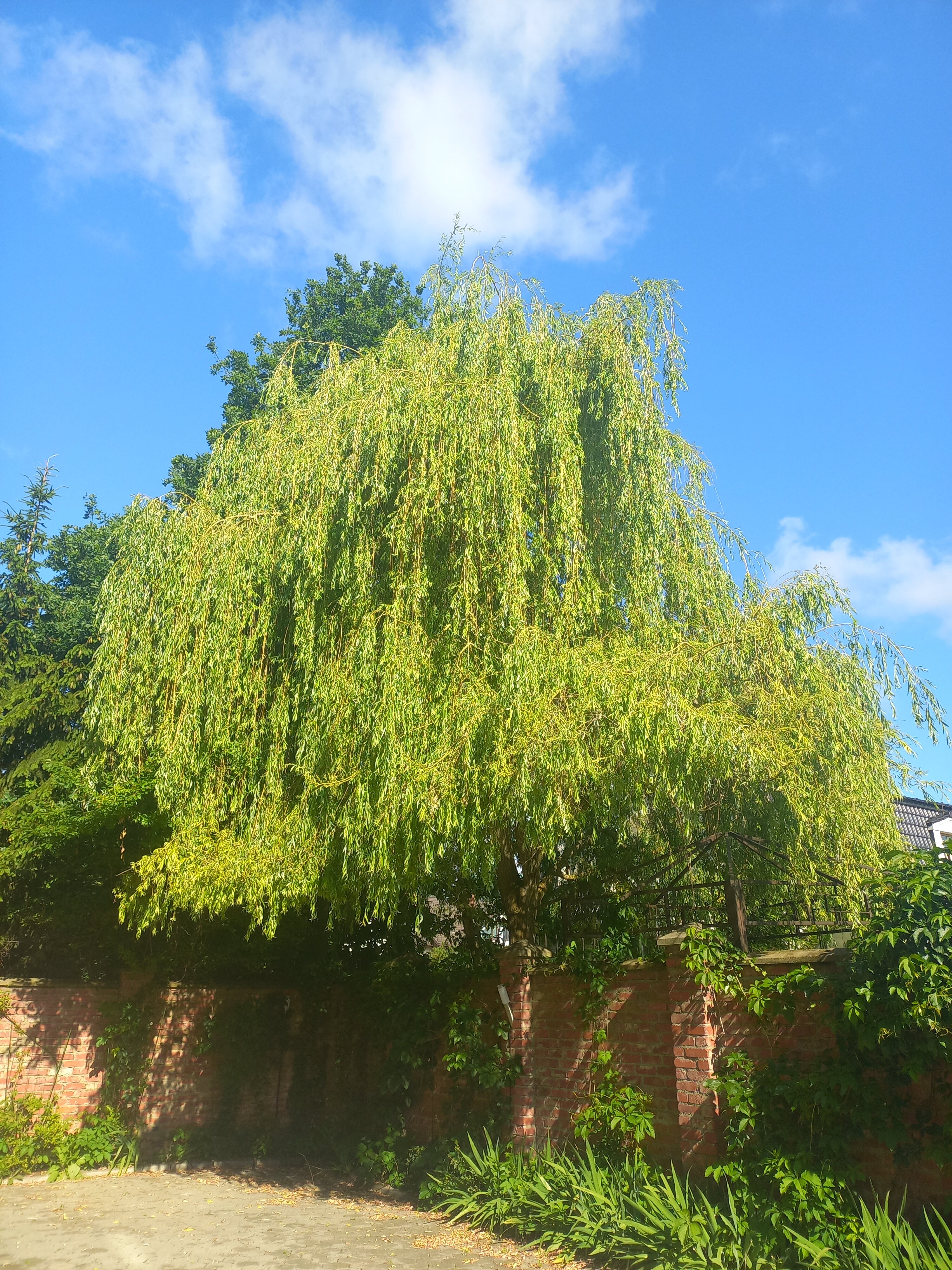 Фото Фридрихсхофф