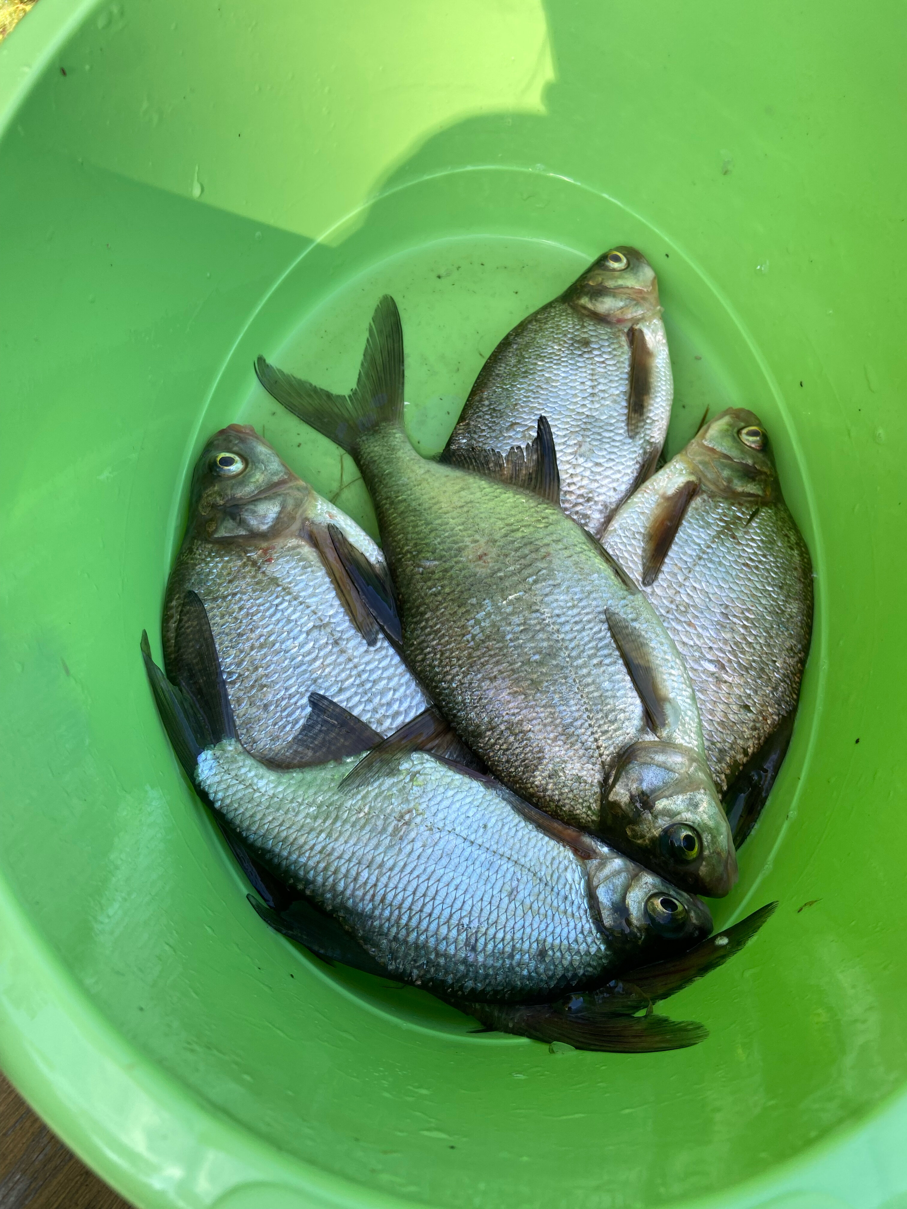 Фото Forest Park