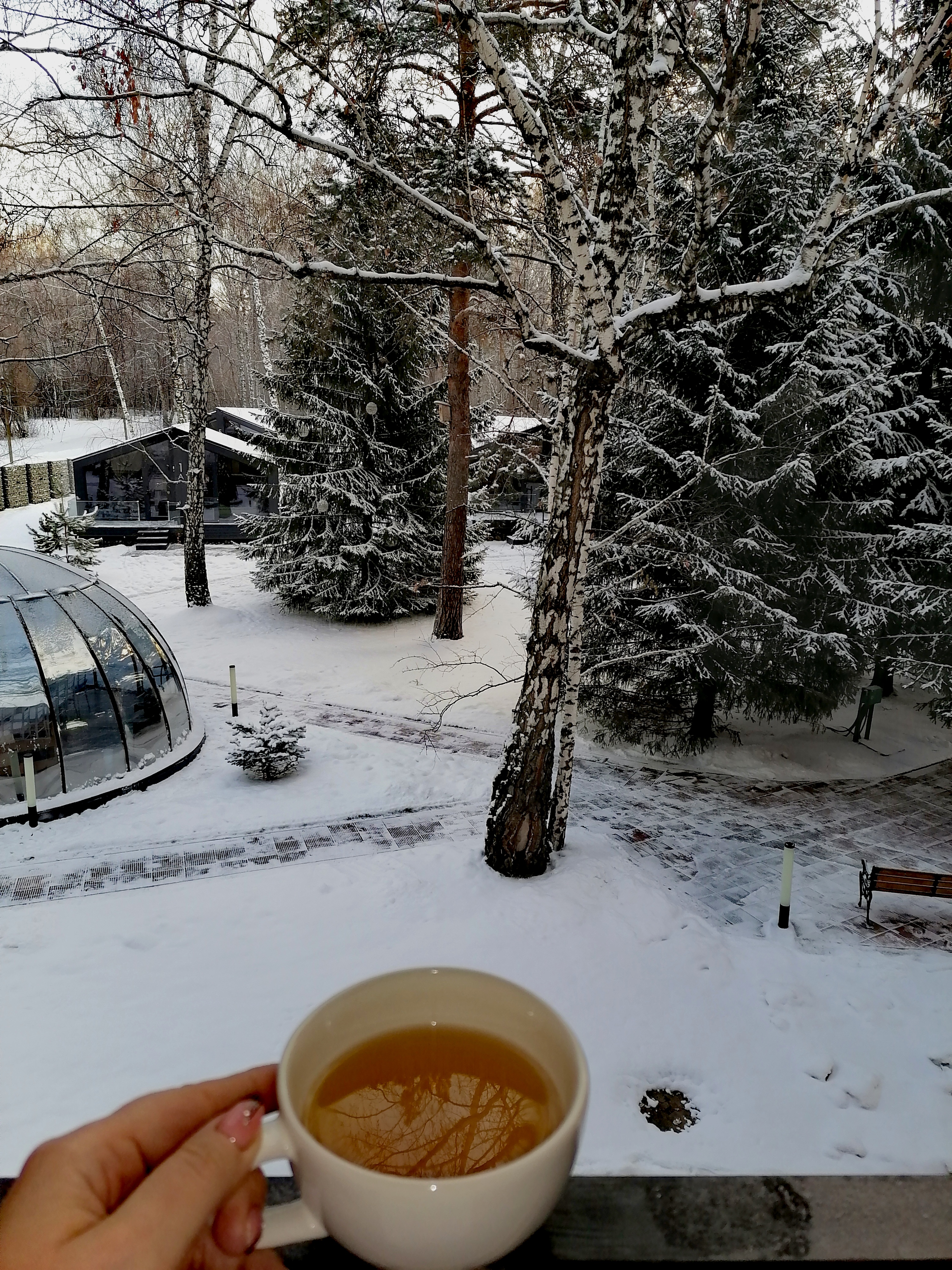 Фото Сосновый бор