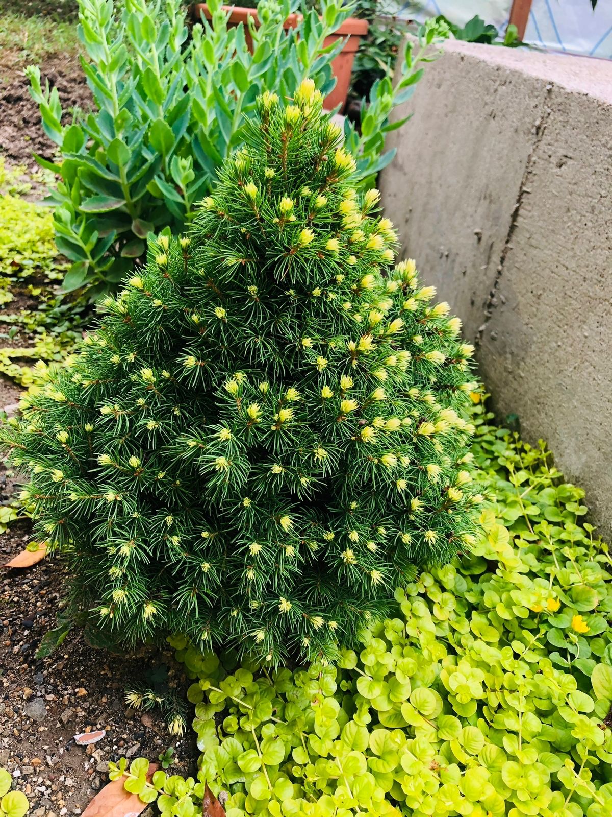 Фото Енисей