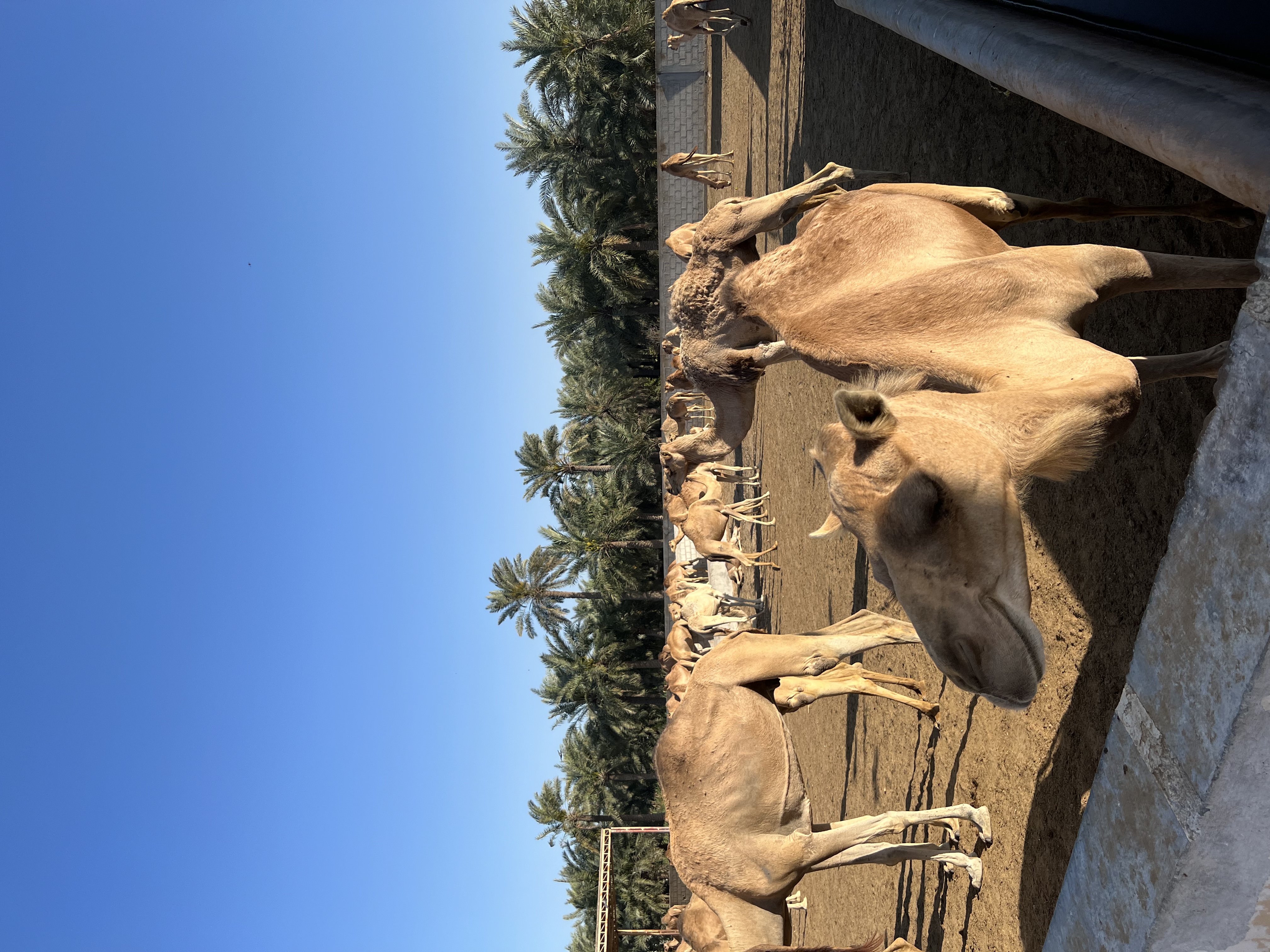 Фото Novotel Bahrain Al Dana Resort