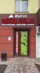 Walrus (Kosmonavtov Street, 11) ، متجر أحذية