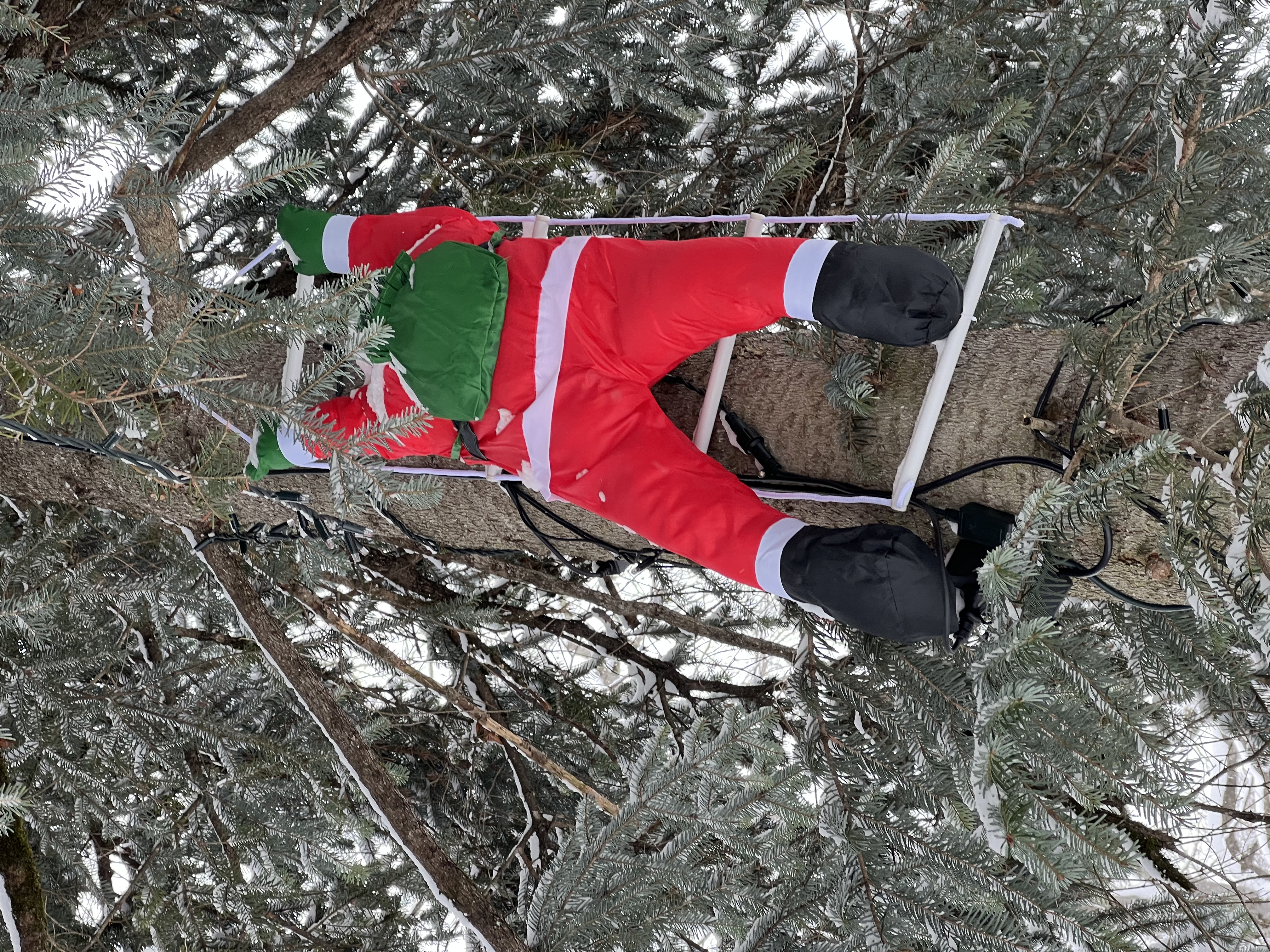 Фото Дубрава