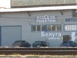 Белуга (40 Let VLKSM Street, 80Б), artículos para pescar