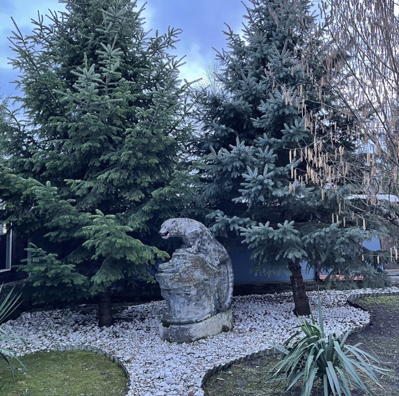 Фото Снежный Барс